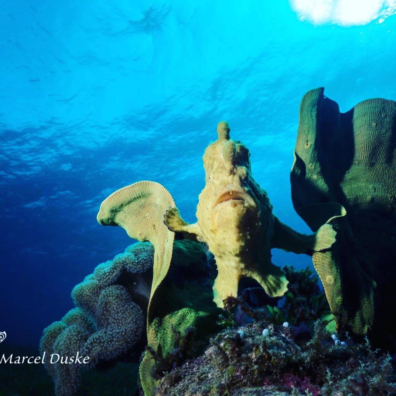Polaris Beach And Dive Resort Inc Loon Bagian luar foto
