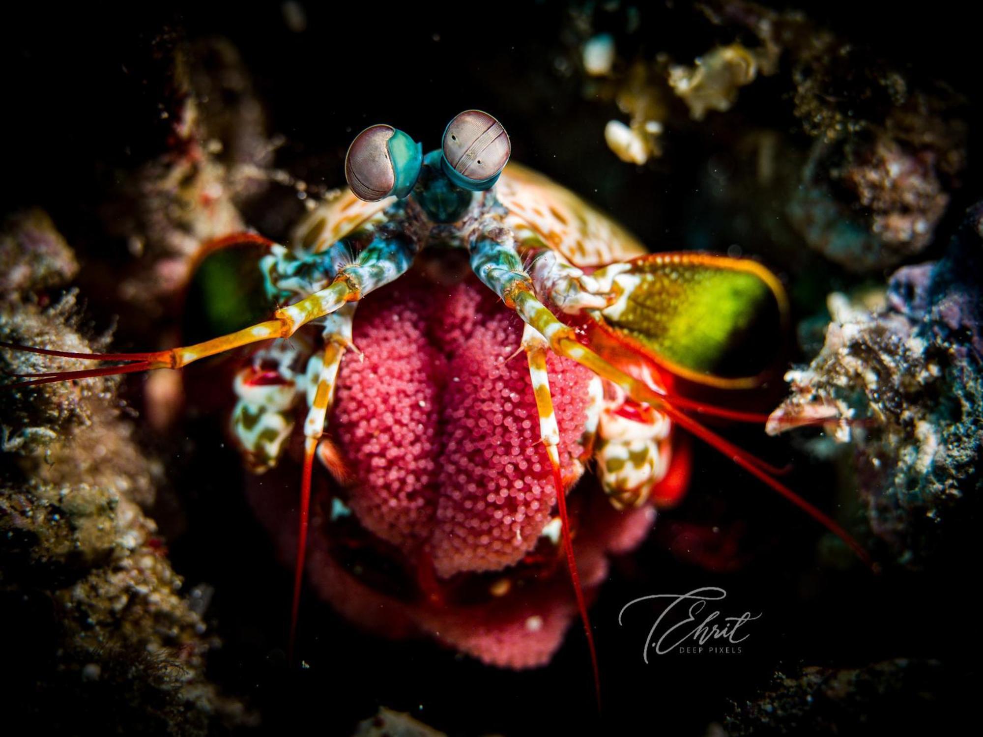 Polaris Beach And Dive Resort Inc Loon Bagian luar foto